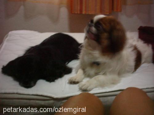 spİke Erkek Tibetli Spaniel