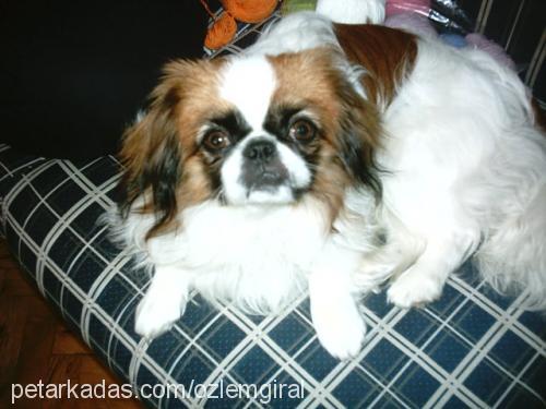 spİke Erkek Tibetli Spaniel