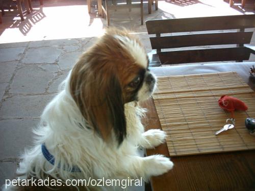 spİke Erkek Tibetli Spaniel