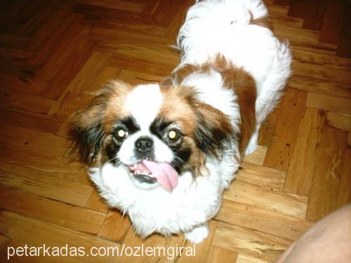 spİke Erkek Tibetli Spaniel