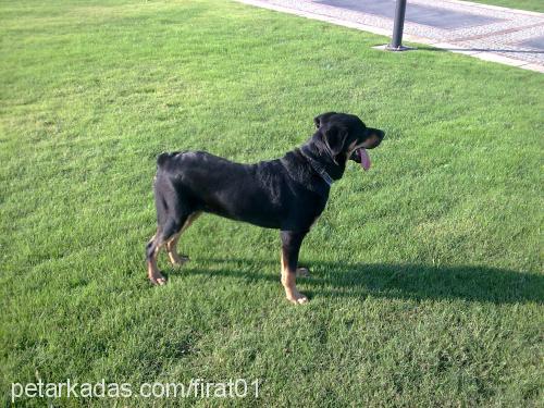 rodİ Erkek Rottweiler