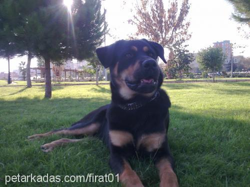 rodİ Erkek Rottweiler