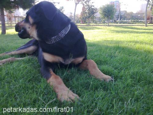 rodİ Erkek Rottweiler