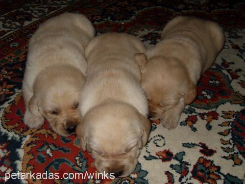 kiraz Dişi Labrador Retriever