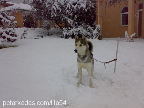 lİla54 Dişi Sibirya Kurdu (Husky)