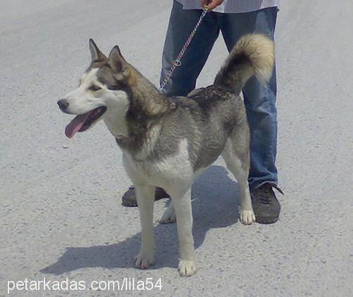 lİla54 Dişi Sibirya Kurdu (Husky)