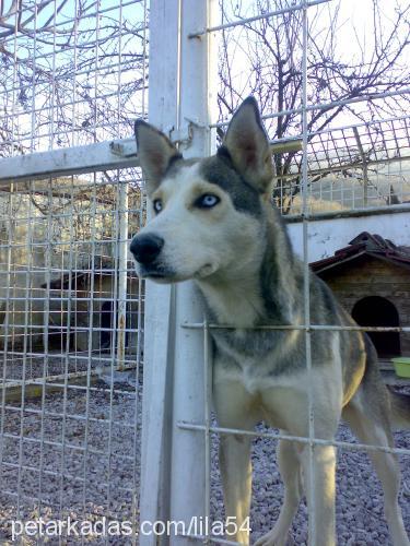 lİla54 Dişi Sibirya Kurdu (Husky)