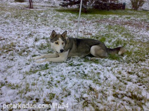 lİla54 Dişi Sibirya Kurdu (Husky)