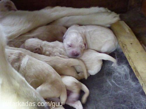 baytar Erkek Golden Retriever