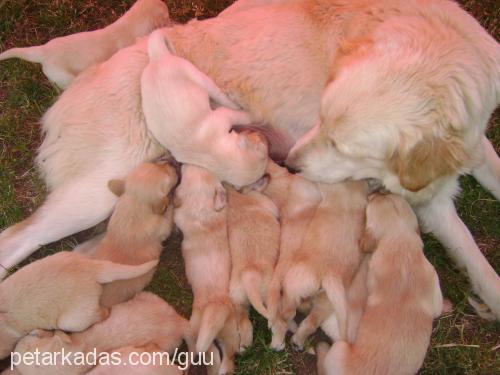 baytar Erkek Golden Retriever