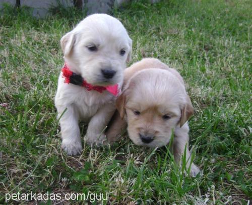 baytarvekardeşi Erkek Golden Retriever