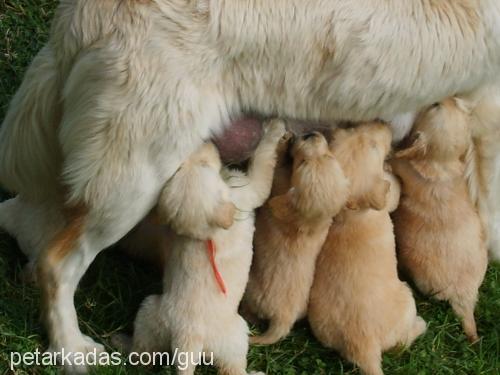 baytarvekardeşi Erkek Golden Retriever