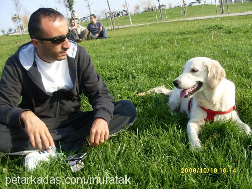 balım Dişi Golden Retriever