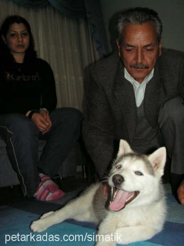 dost Erkek Sibirya Kurdu (Husky)