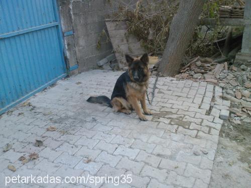 shera Dişi Alman Çoban Köpeği