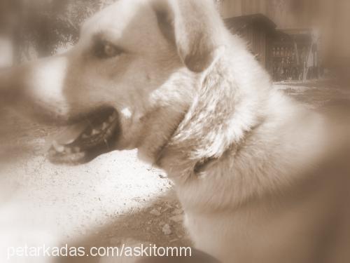 #..#{rocky}#..# Erkek Sokö (Sokak Köpeği)