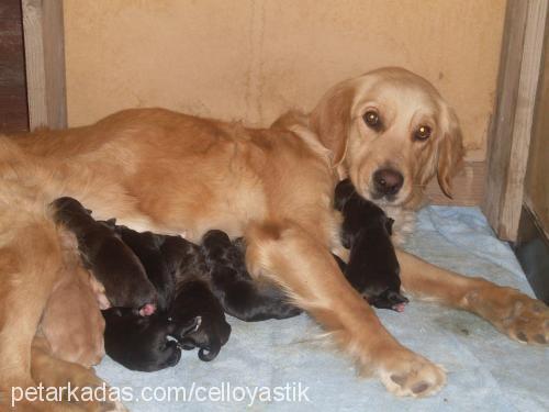 yastık Dişi Golden Retriever