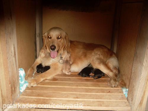 yastık Dişi Golden Retriever