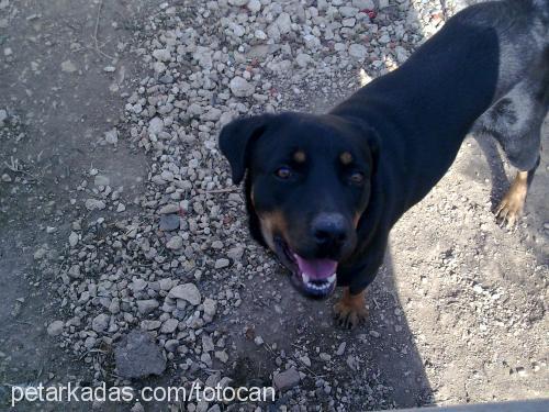 asi Dişi Rottweiler