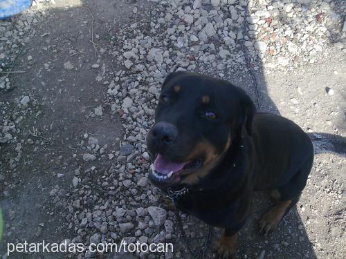 asi Dişi Rottweiler