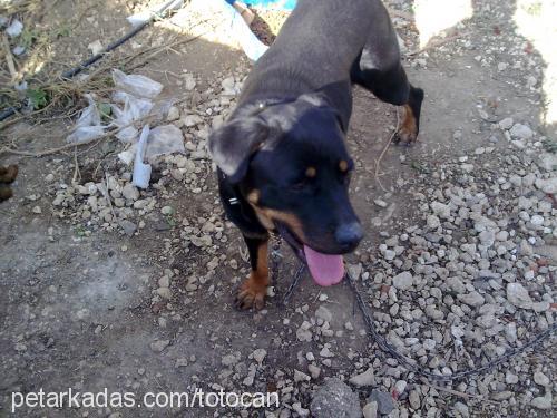 asi Dişi Rottweiler