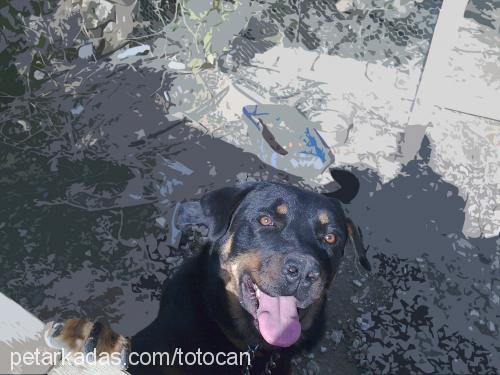 asi Dişi Rottweiler