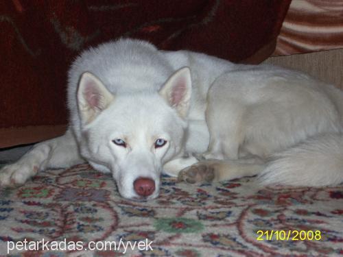 kontes Dişi Sibirya Kurdu (Husky)