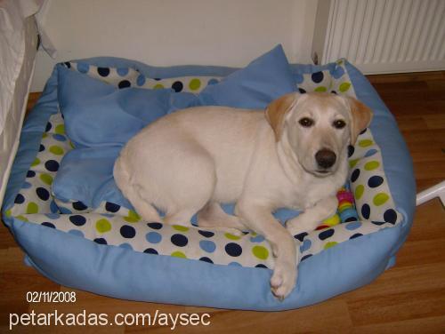 beyaz Dişi Labrador Retriever