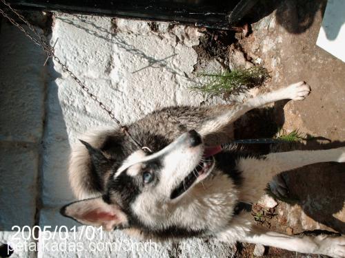 asil Dişi Sibirya Kurdu (Husky)