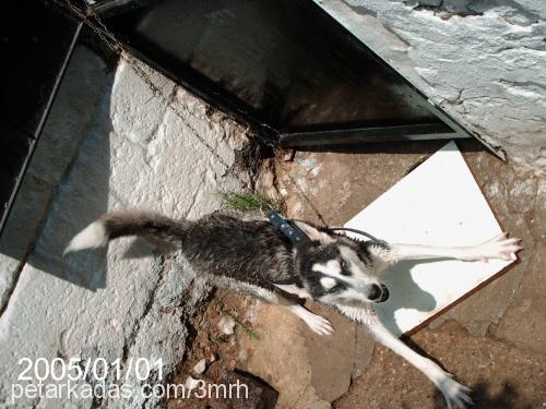 asil Dişi Sibirya Kurdu (Husky)