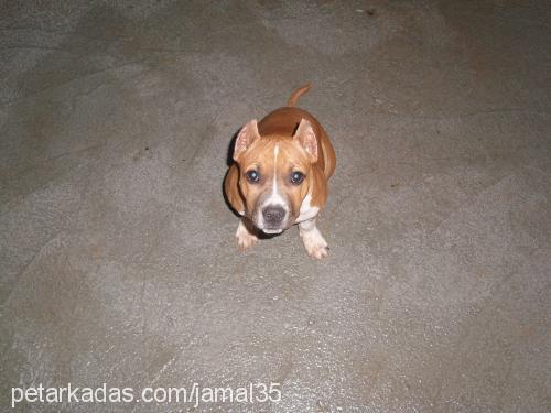 jackdaniels Erkek Amerikan Pitbull Terrier