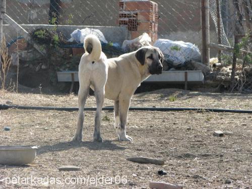 zeze Erkek Kangal