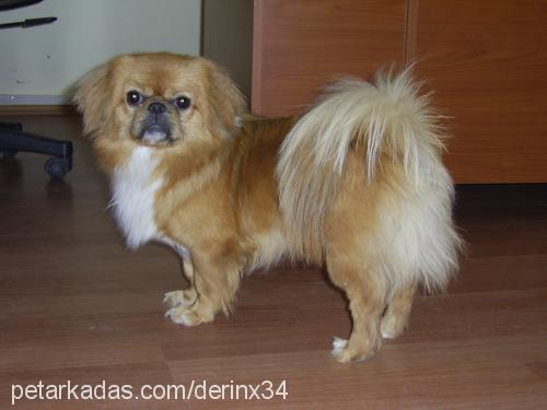 paşa Erkek Pekingese