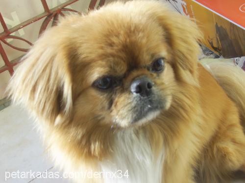 paşa Erkek Pekingese