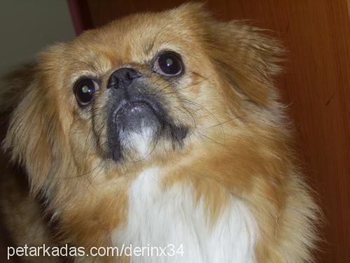 paşa Erkek Pekingese