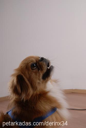 paşa Erkek Pekingese