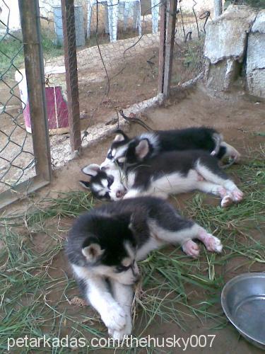 boncuk Dişi Sibirya Kurdu (Husky)