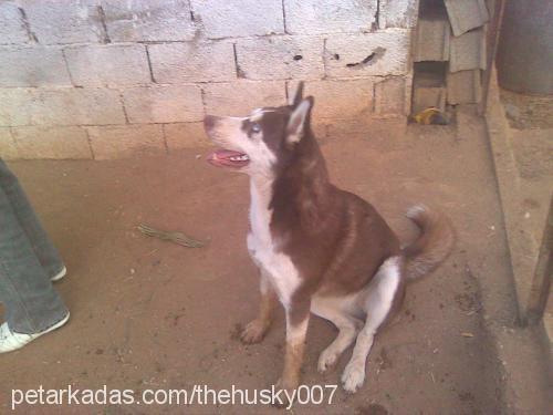 boncuk Dişi Sibirya Kurdu (Husky)