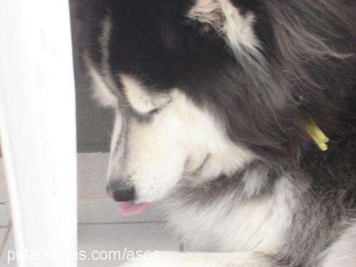 ases Erkek Alaskan Malamute