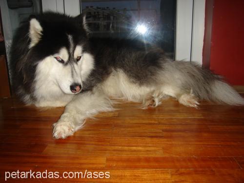 ases Erkek Alaskan Malamute