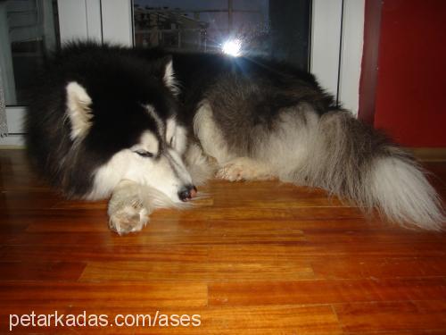 ases Erkek Alaskan Malamute