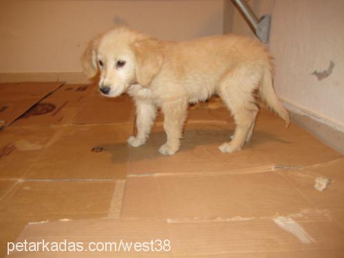 mİŞa Dişi Golden Retriever