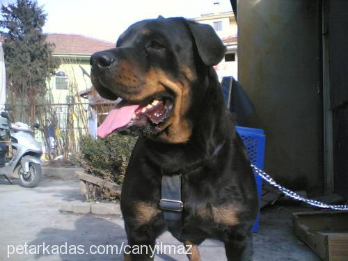 hera Dişi Rottweiler