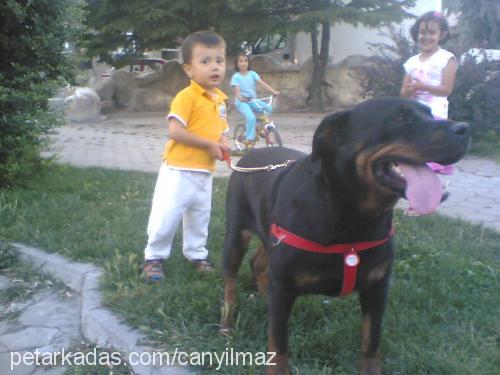 hera Dişi Rottweiler