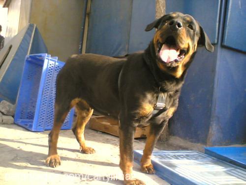 hera Dişi Rottweiler