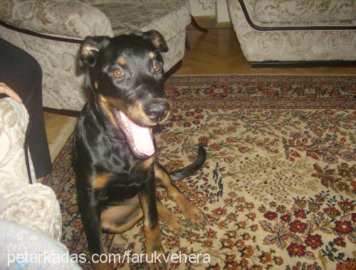 hera Dişi Rottweiler