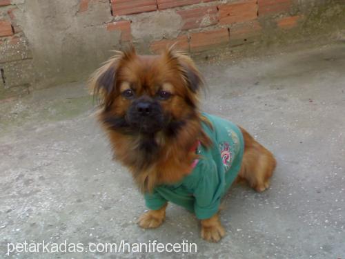 karamel Dişi Pekingese