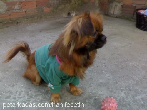 karamel Dişi Pekingese