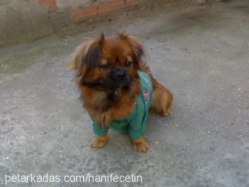 karamel Dişi Pekingese