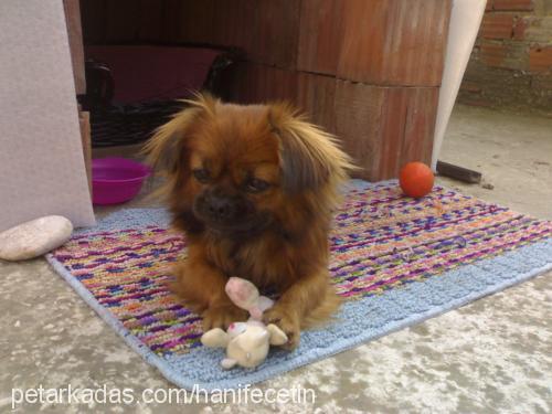 karamel Dişi Pekingese